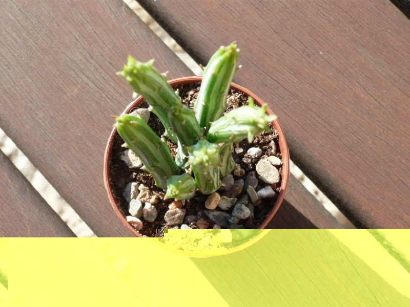 senecio stapeliformis