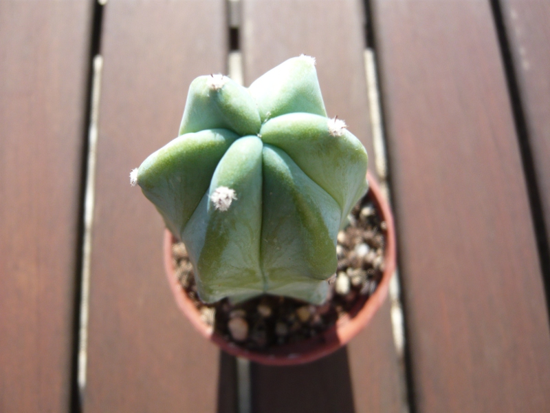 myrtillocactus geometrizans