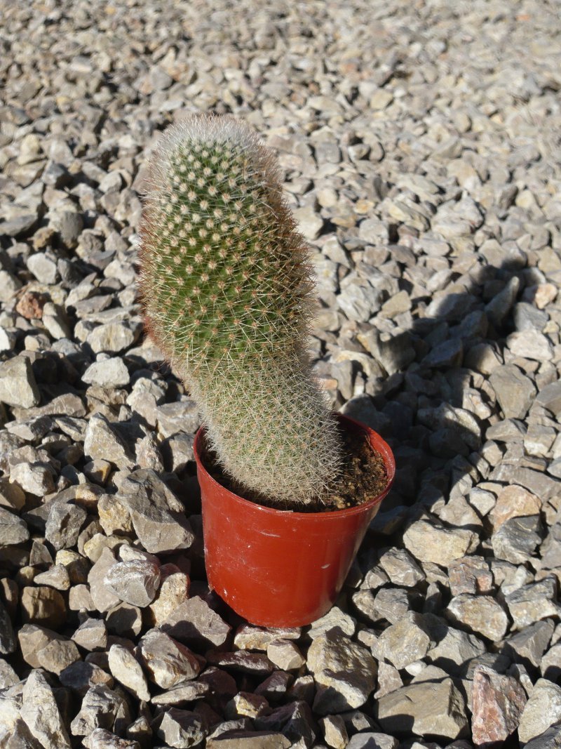 mammillaria spinossissima