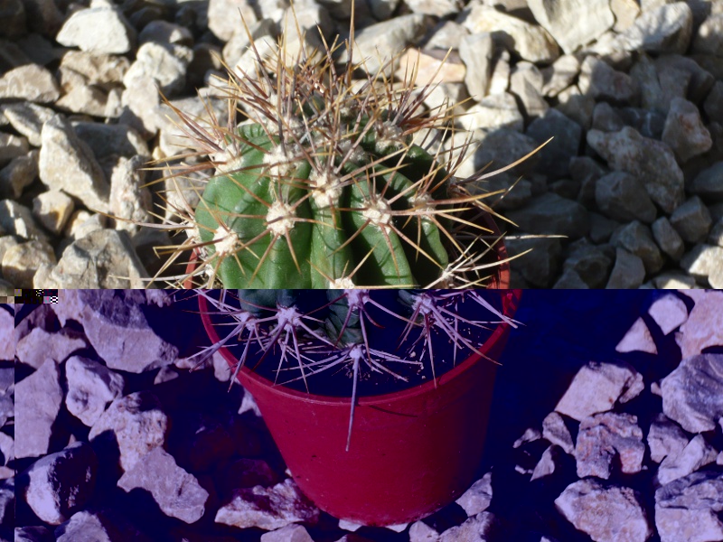 echinopsis leucantha