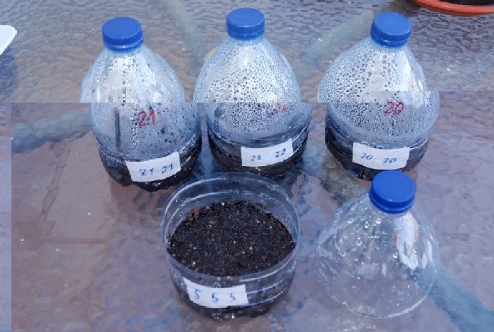 Semilleros botella (el nº 5 abierto) con semillas en proceso de germinación