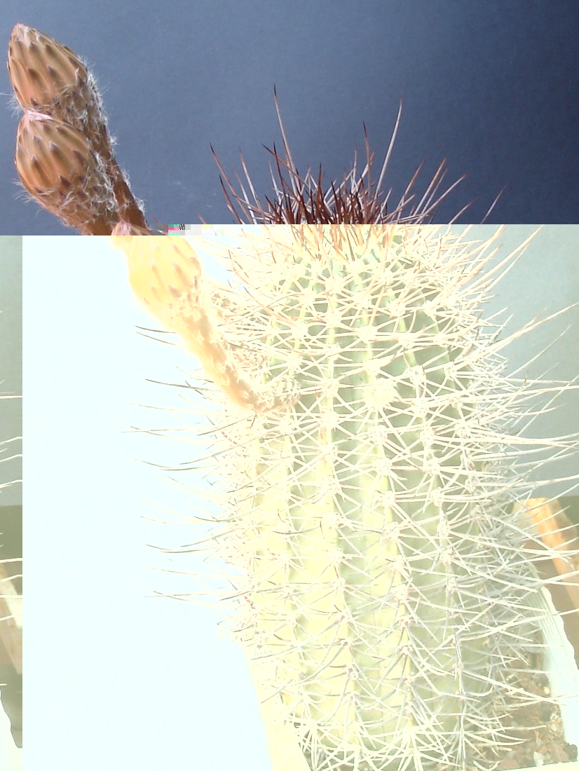 Echinopsis leucantha 240810 0019 [50%].jpg