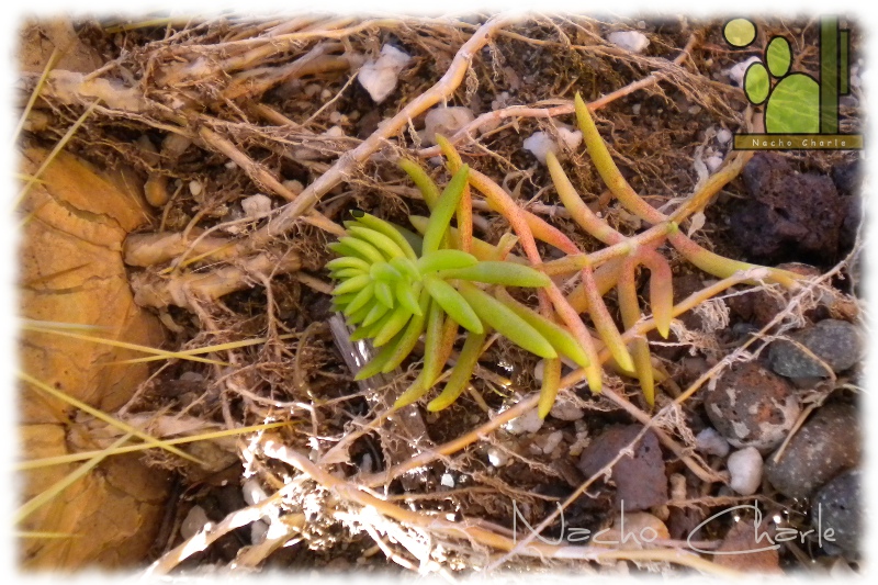 sedum 2.JPG