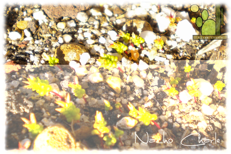 sedum 1.JPG