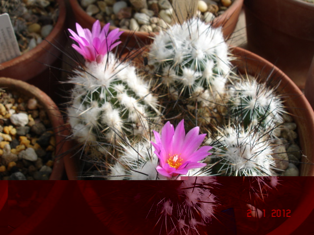 Turbinicarpus vierecki 02.01.12.jpg
