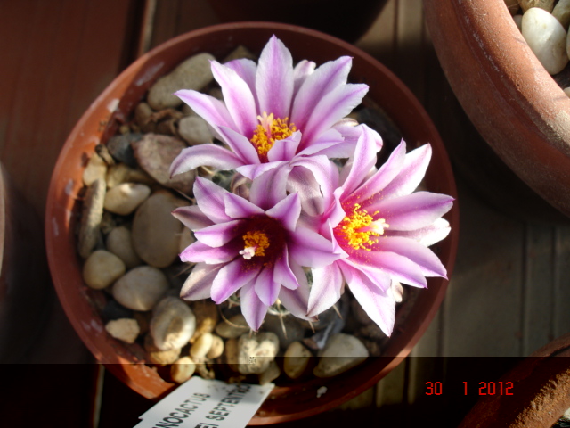 Turbinicarpus septentrionalis 30.01.12.jpg
