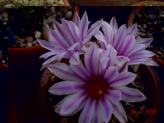 Turbinicarpus schwarzii rubriflorus 30.01.12 (1).jpg