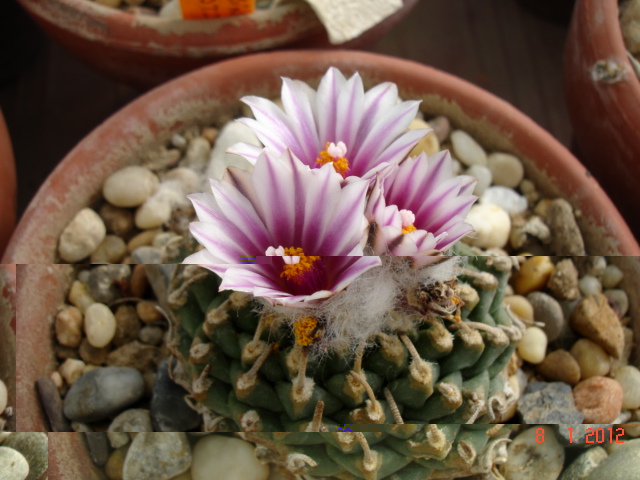 Turbinicarpus panarotoi 09.01.12.jpg