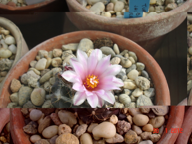 Turbinicarpus laui 30.01.12 (1).jpg
