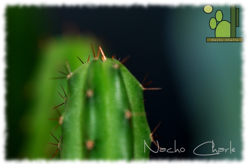 Echinopsis lageniformis 407.JPG