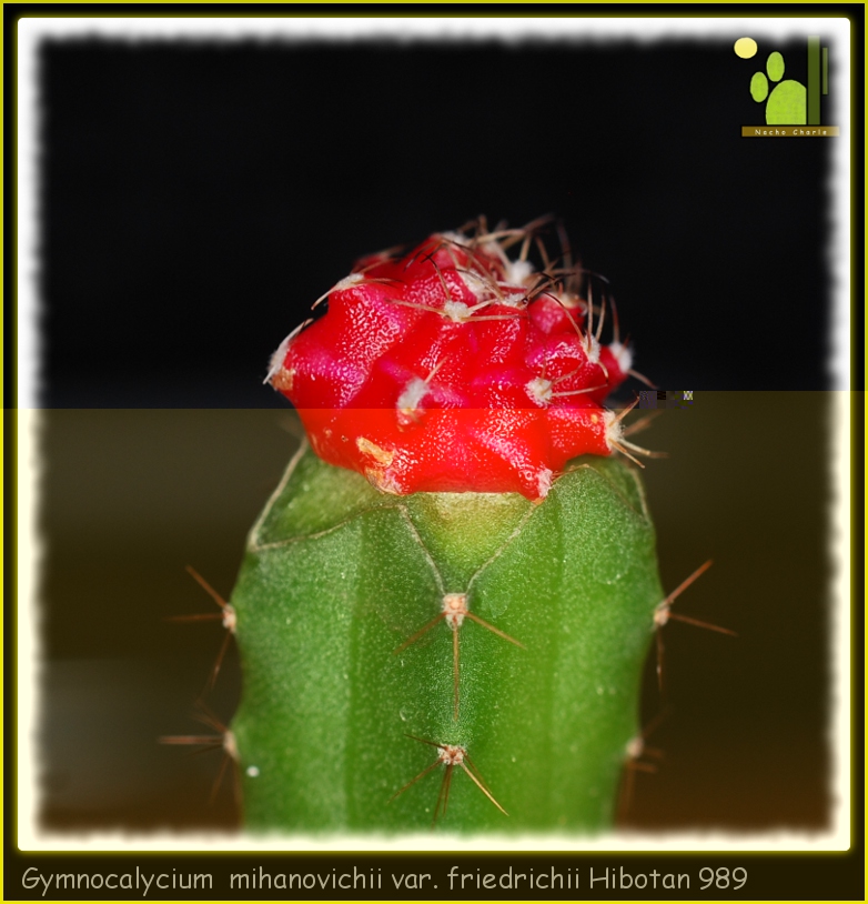 Gymnocalycium mihanovichii var. friedrichii Hibotan 989 2011 12.jpg