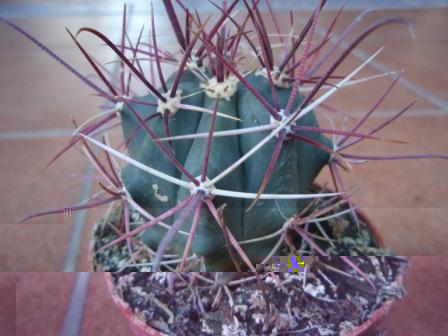 Foto 6a