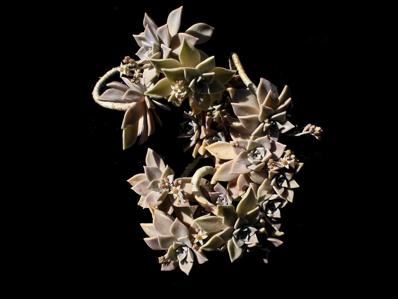 Graptopetalum2012.jpg