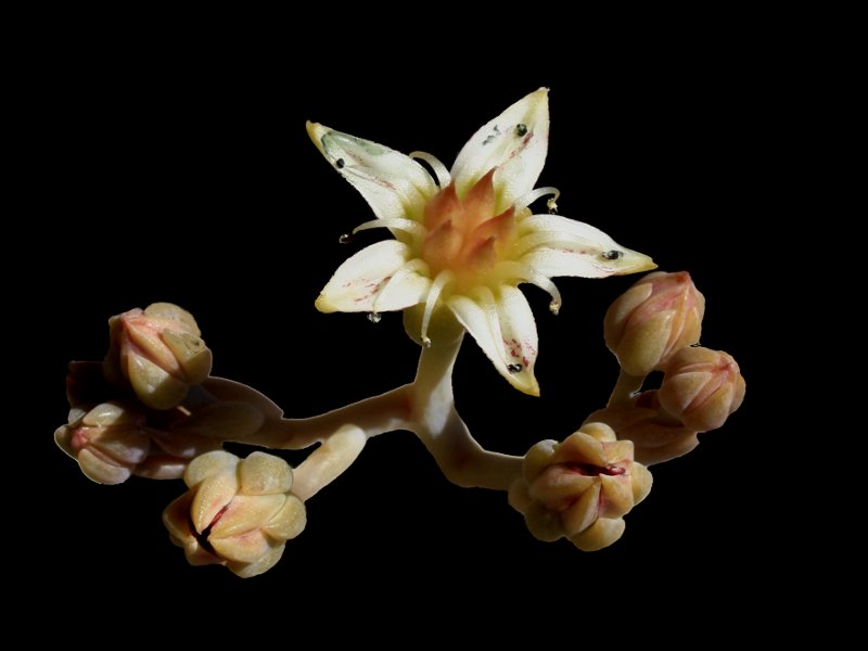Graptopetalumflor002012.jpg