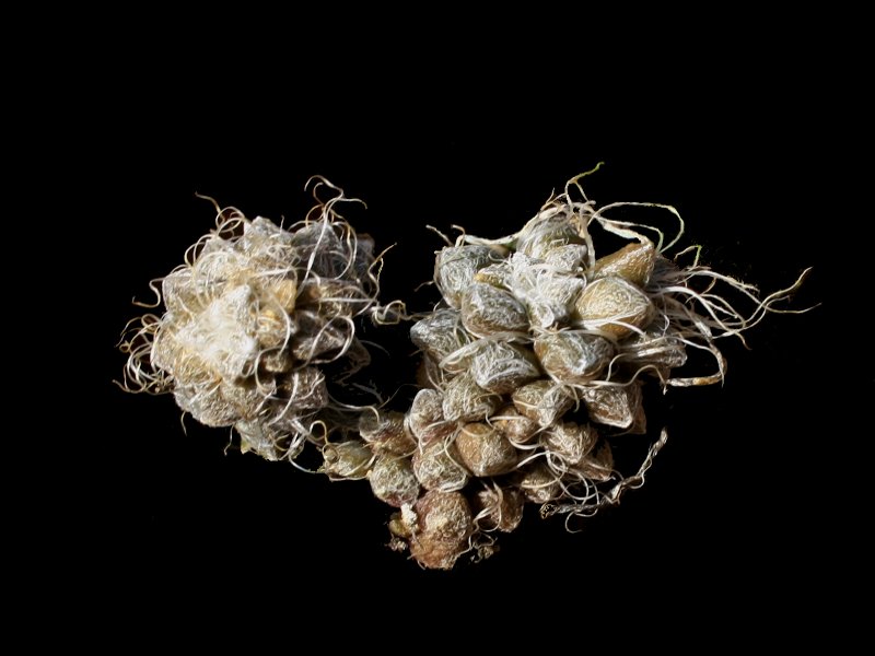 Andromischus namaquensis2012.jpg