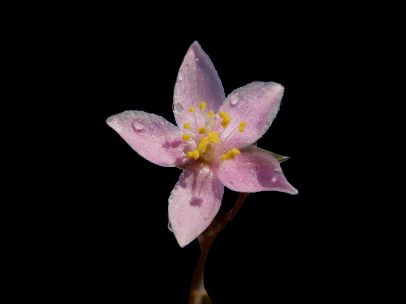 Anacampserosnamaquensisflor800.jpg