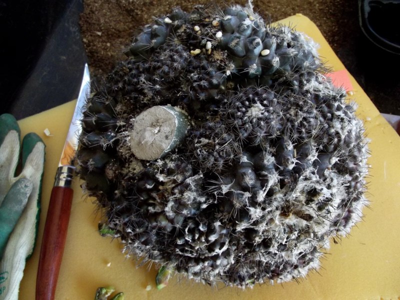 Esta copiapo humilis...creo? me tocó en el sorteo