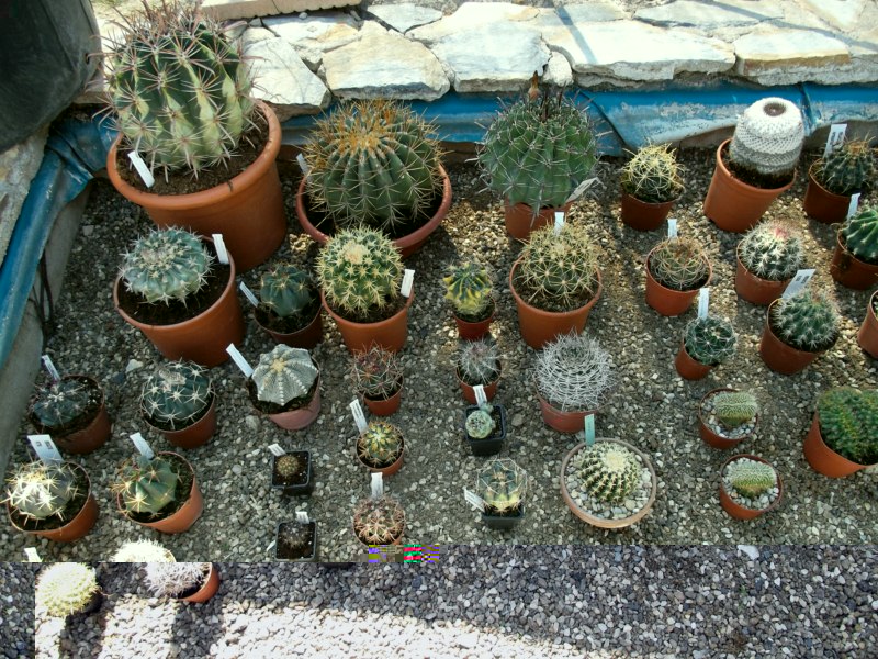 Mis compras (la que está delante del aloe me tocó en el sorteo)