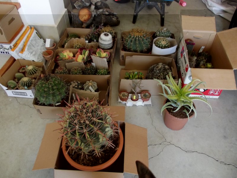 las compras recién bajadas del coche.