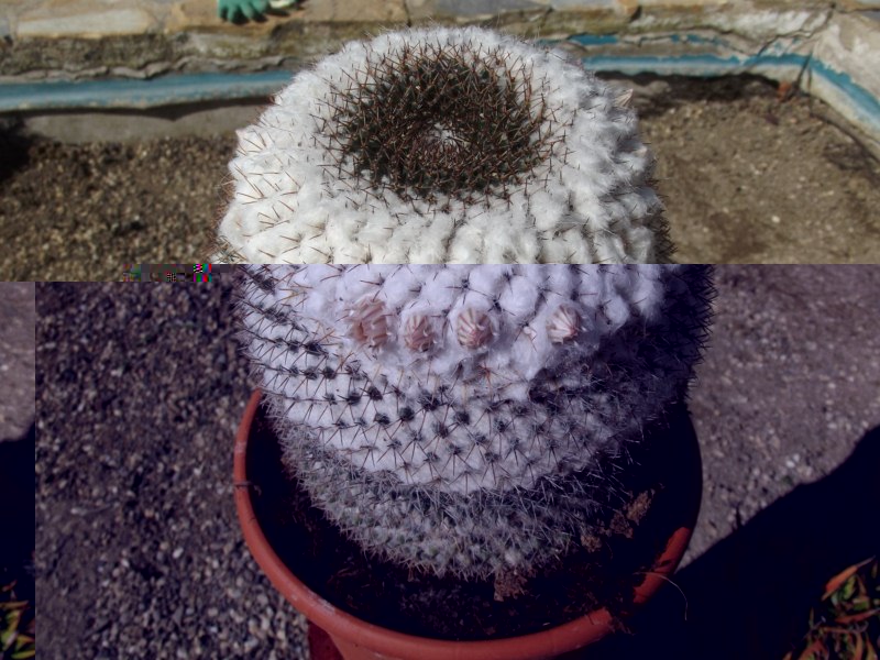 Mammillaria ........