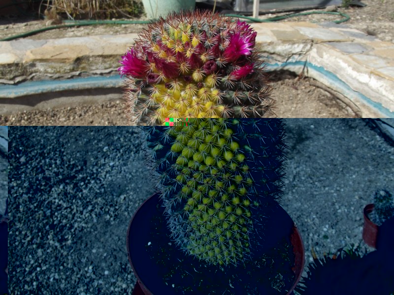 Mammillaria .......