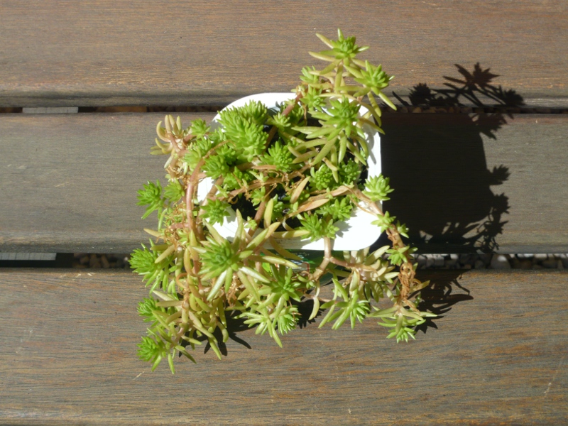 Sedum Angelina