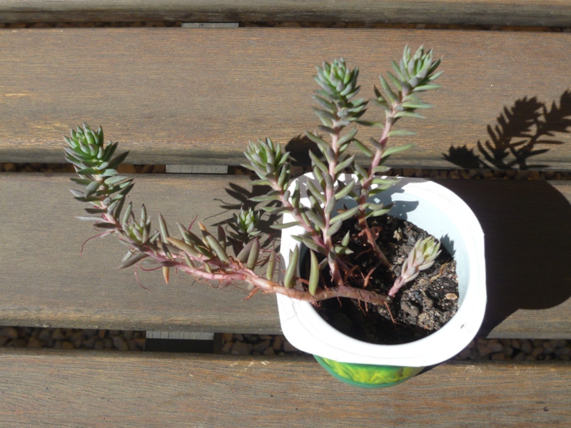 Sedum Sediforme