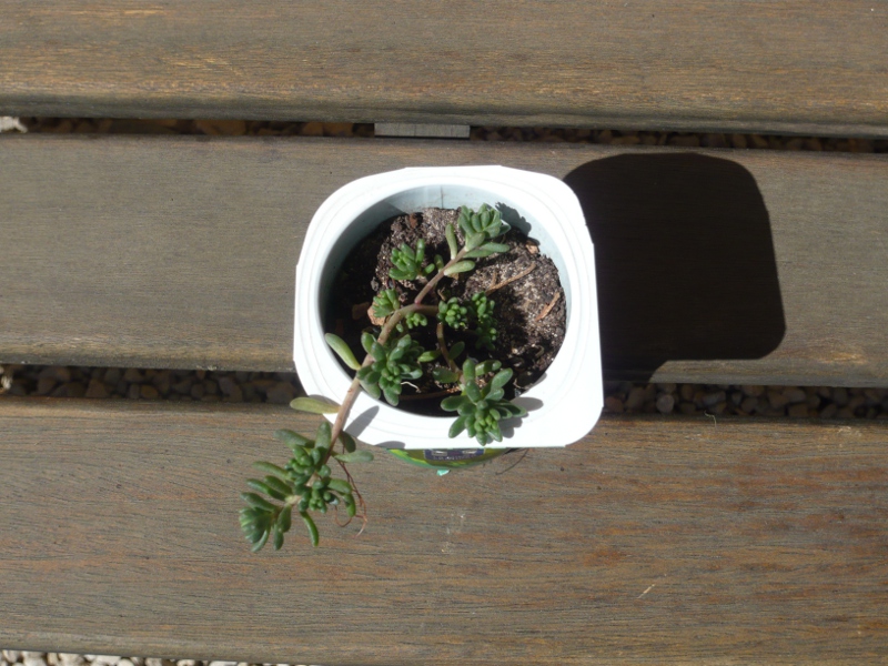 Sedum Album