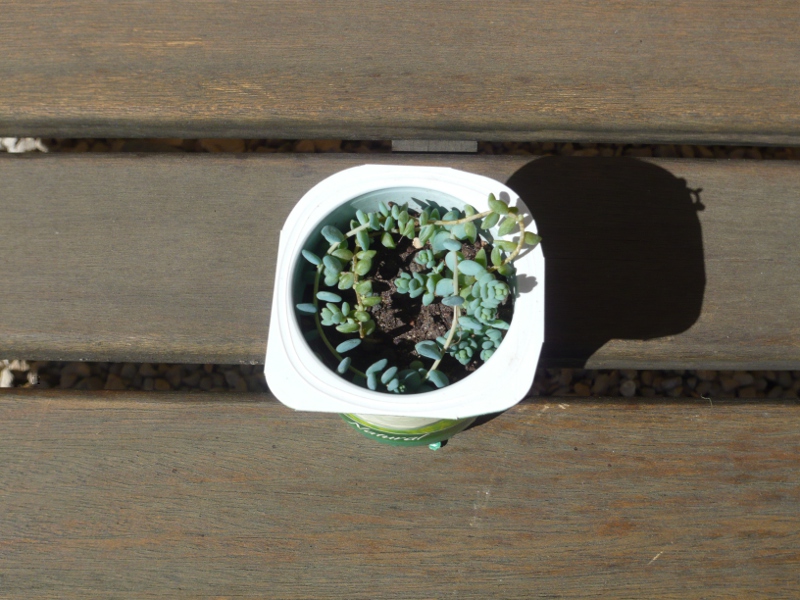 Sedum Dasyphyllum