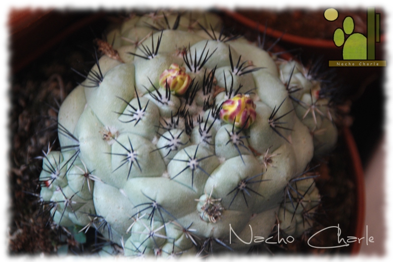 Ortegocactus macdougallii 706 2012 03.jpg