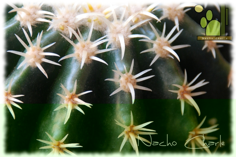 Echinocactus grusonii cv Tansi Kinshachi  899 2012 03.JPG