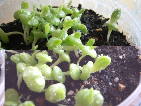 Faucaria tigrina