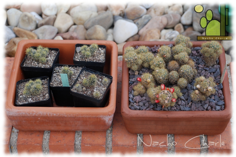 Izquierda forma Cuba y derecha forma texana