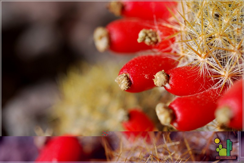 Mammillaria prolifera ssp texana 418 2011 02 05 02.JPG