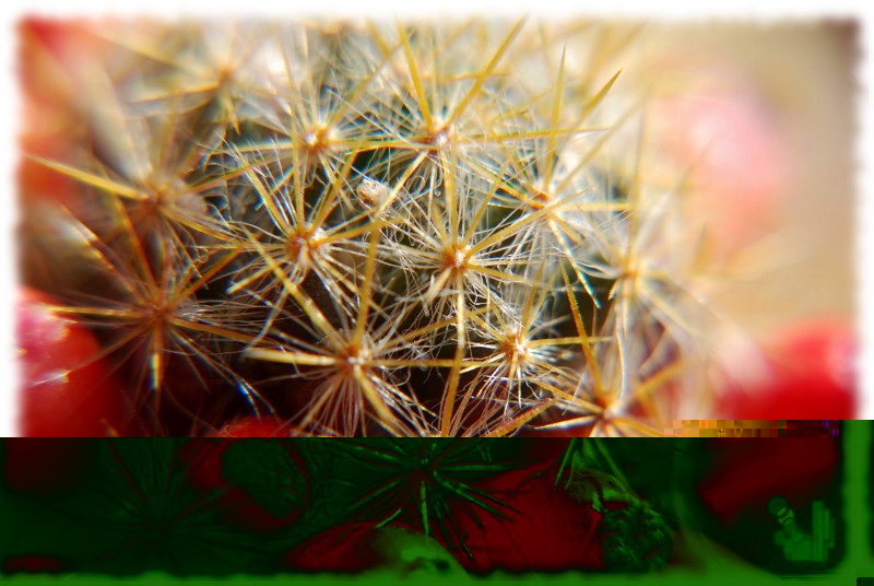 Mammillaria prolifera ssp texana 418.jpg