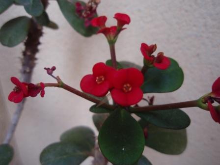 euphorbia milii var.jpg