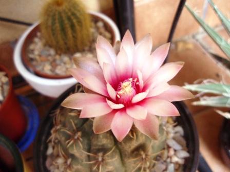 gymnocalycium baldianum 1.JPG
