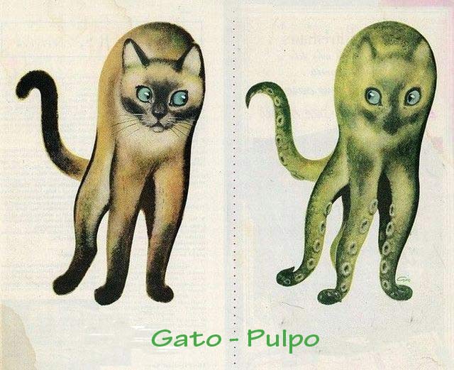 gato-pulpo.jpg