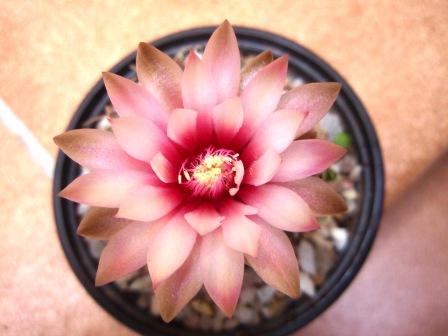 gymnocalycium baldianum 2.JPG