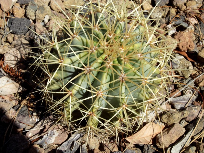 Parece glaucescens por el color, pero la espinación?