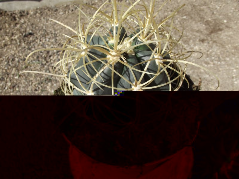 Ferocactus ...¿¿¿-DSCF3279 [800x600].jpg