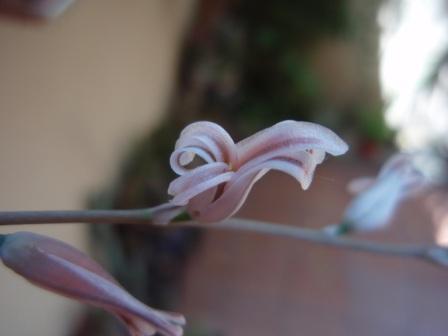 Haworthia cooperi.JPG