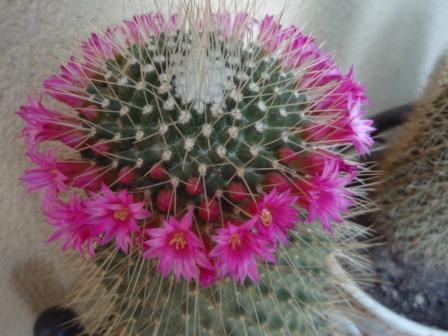 Mammillaria spinosissima.JPG
