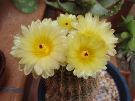 Notocactus mammulosus 1.JPG