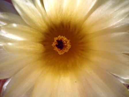 Notocactus mammulosus 2.JPG