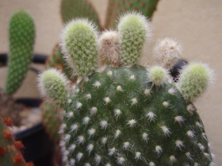 opuntia microdasys.JPG