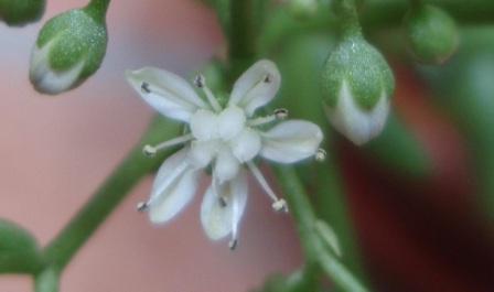 sedum hispanicum.JPG
