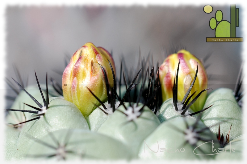 Ortegocactus 2012.JPG
