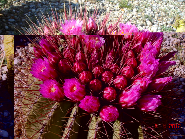 Ferocactus haematacanthus 9.4.12.jpg