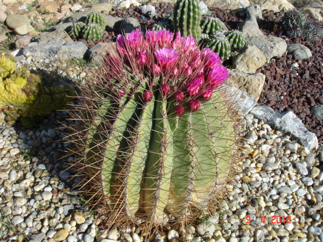 Ferocactus haematacanthus 9.4.12 (1).jpg